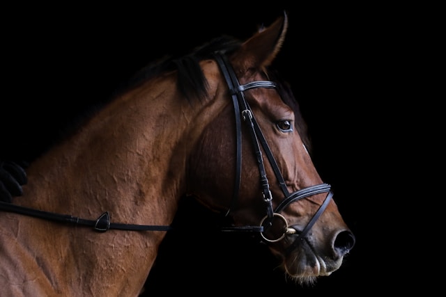 The symptoms of Cushing's disease in horses