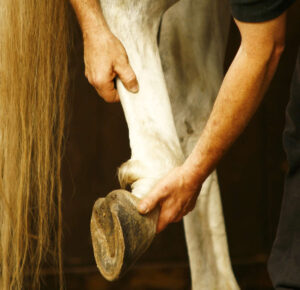 Comment diagnostiquer et soigner la lymphangite chez le cheval ?