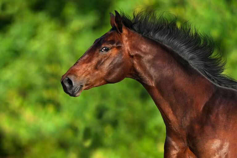 Lire la suite à propos de l’article Gérer le stress du cheval par les plantes