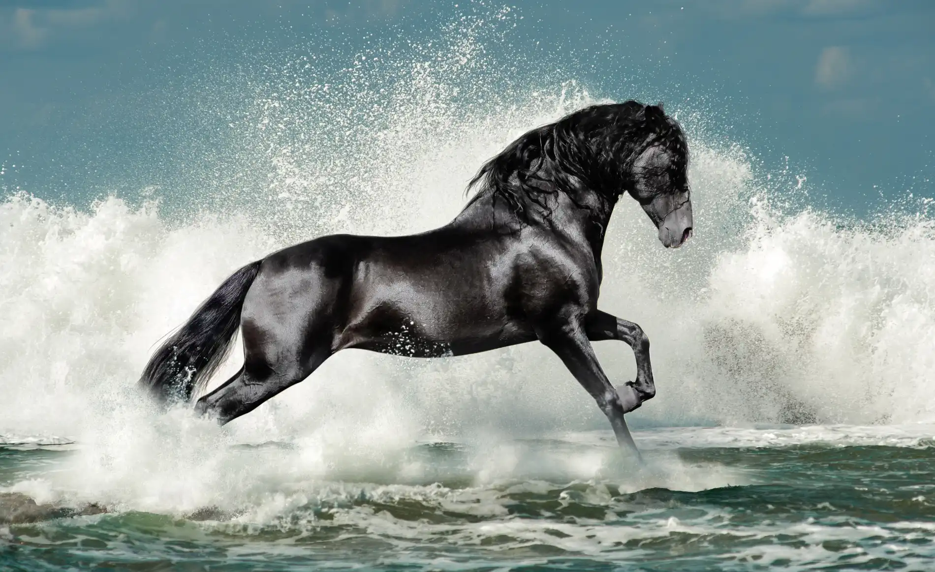 ESC Laboratoire soins chevaux