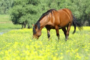 Comment prévenir la fourbure chez le cheval
