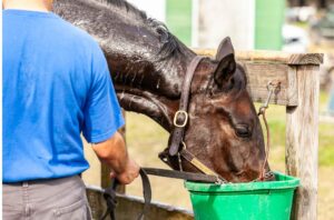 rehydrater le cheval avec un mash