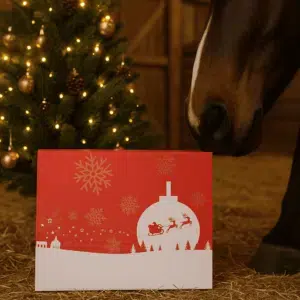 BOX DE NOËL - Édition Limitée