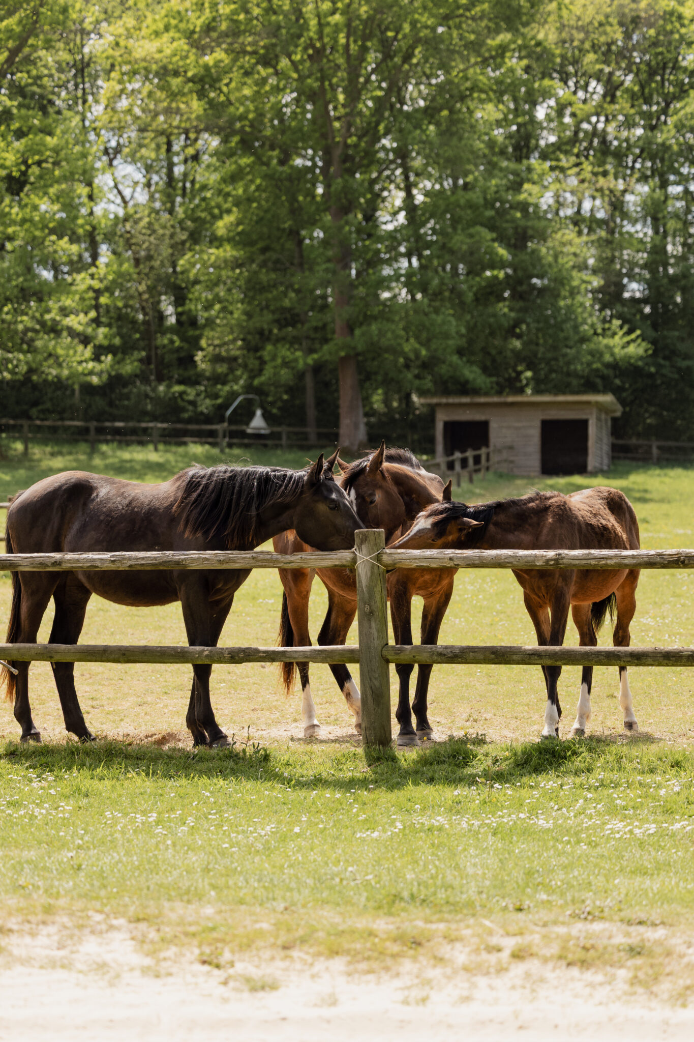 Read more about the article The 3F of the horse: an indispensable trio (but not enough) for its well-being 