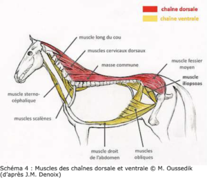 Comprendre Kissing spines cheval