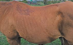 Les causes principales de la myosite du cheval
