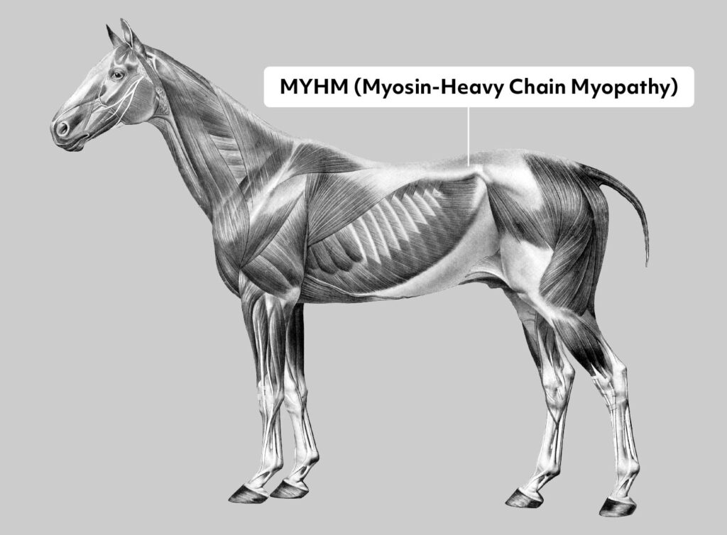 Comprendre les causes de la myosite du cheval