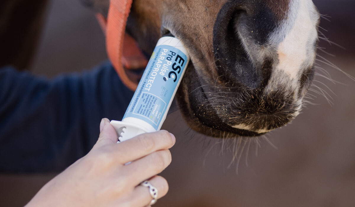 vermiguation d'un cheval avec un vermifuge naturel