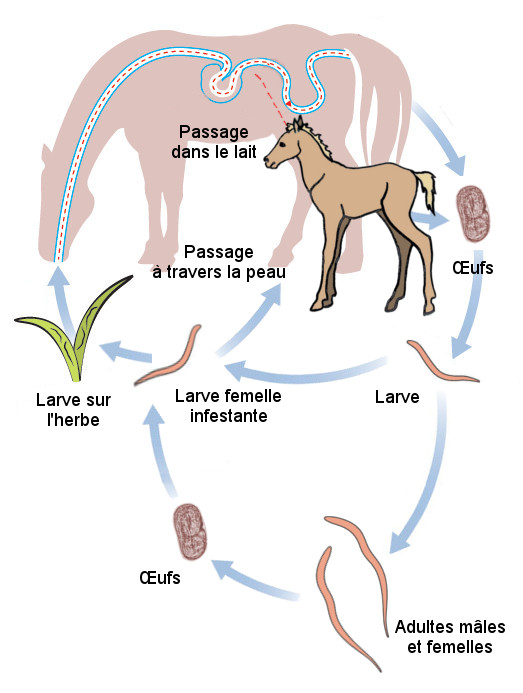 Les parasites chez le poulain