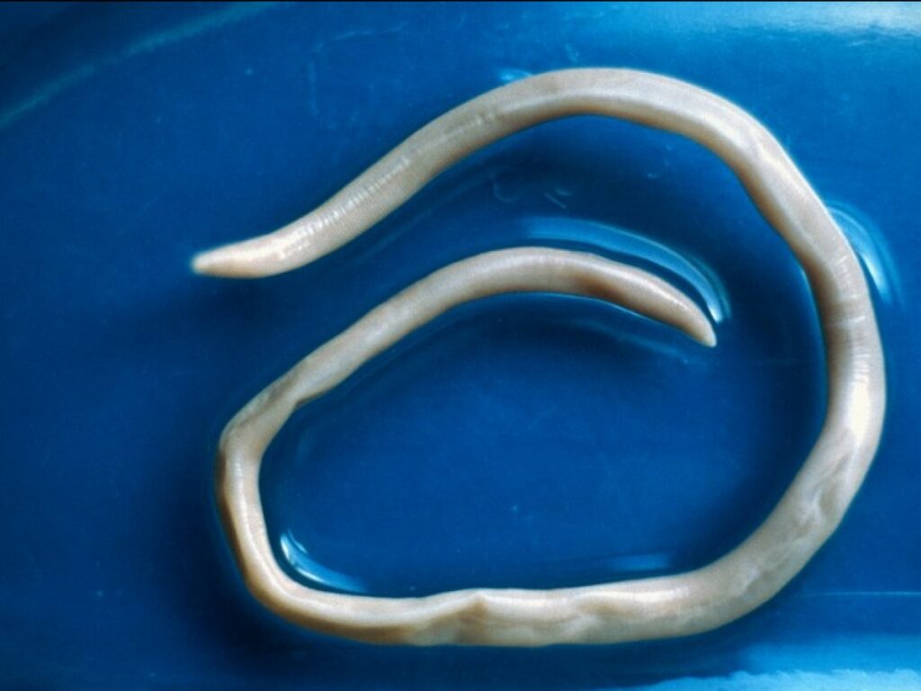 Les parasites du poulain
