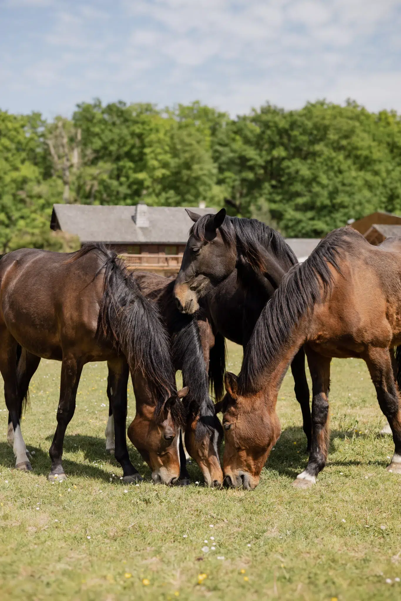 Read more about the article Relieving a mare in heat: behaviours, frequent signs and natural solutions