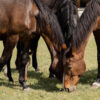 Treatment of piroplasmosis in horses