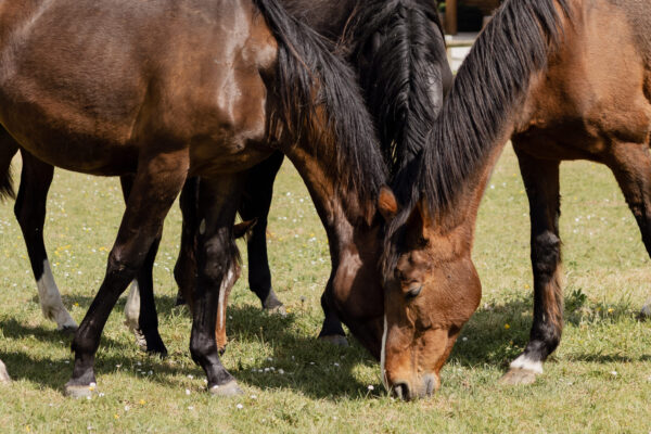 Le traitement de la piroplasmose chez le cheval