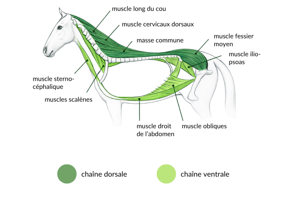 CPE cheval